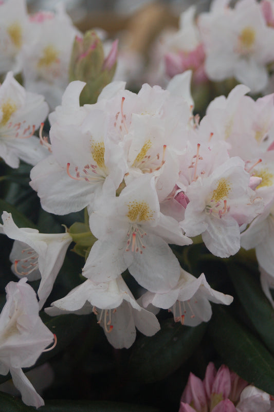 Album Rhododendron