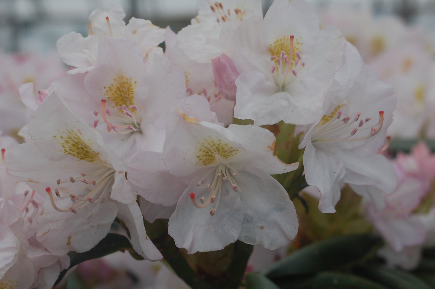 Album Rhododendron