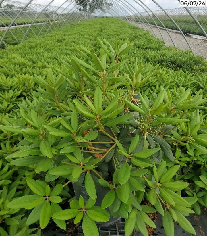 Rhododendron cat. Roseum Elegans