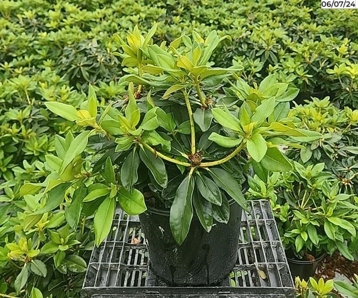 Rhododendron yak. Golden Torch