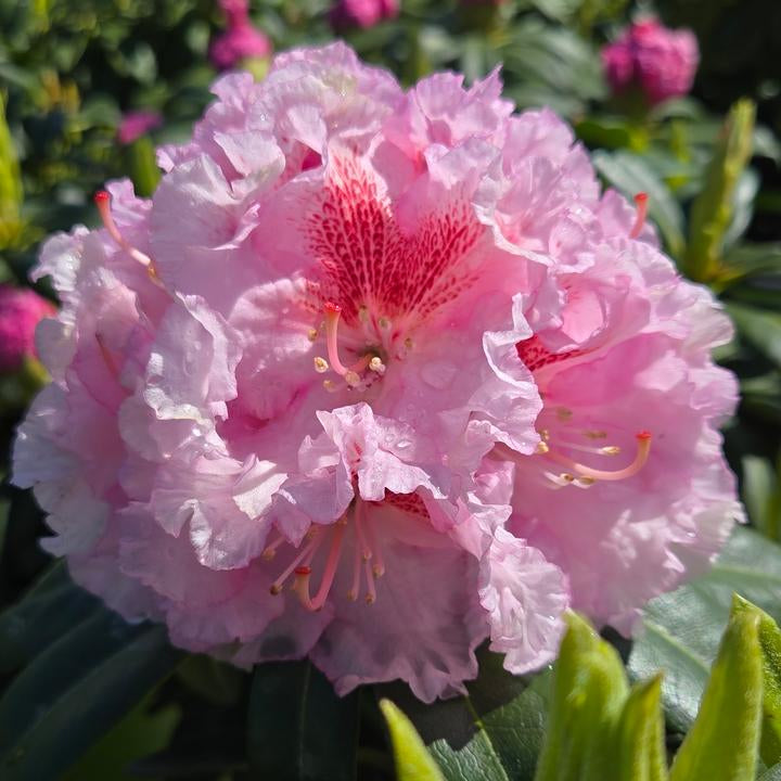 Close-up of a pink flower with green leaves in the background