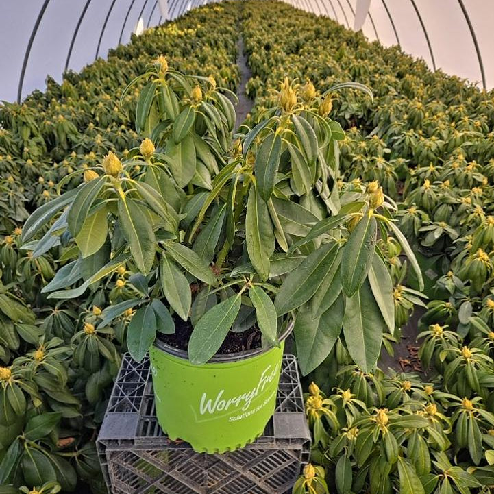 Potted plant with a green pot labeled 'Worry Free' in a greenhouse setting.