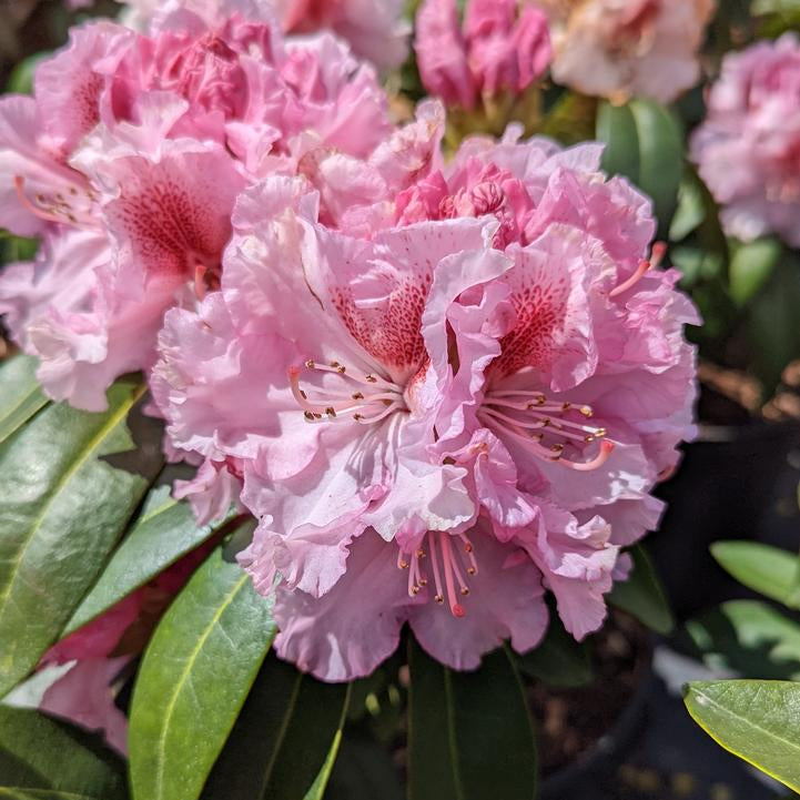 Close-up of pink flowers with green leaves