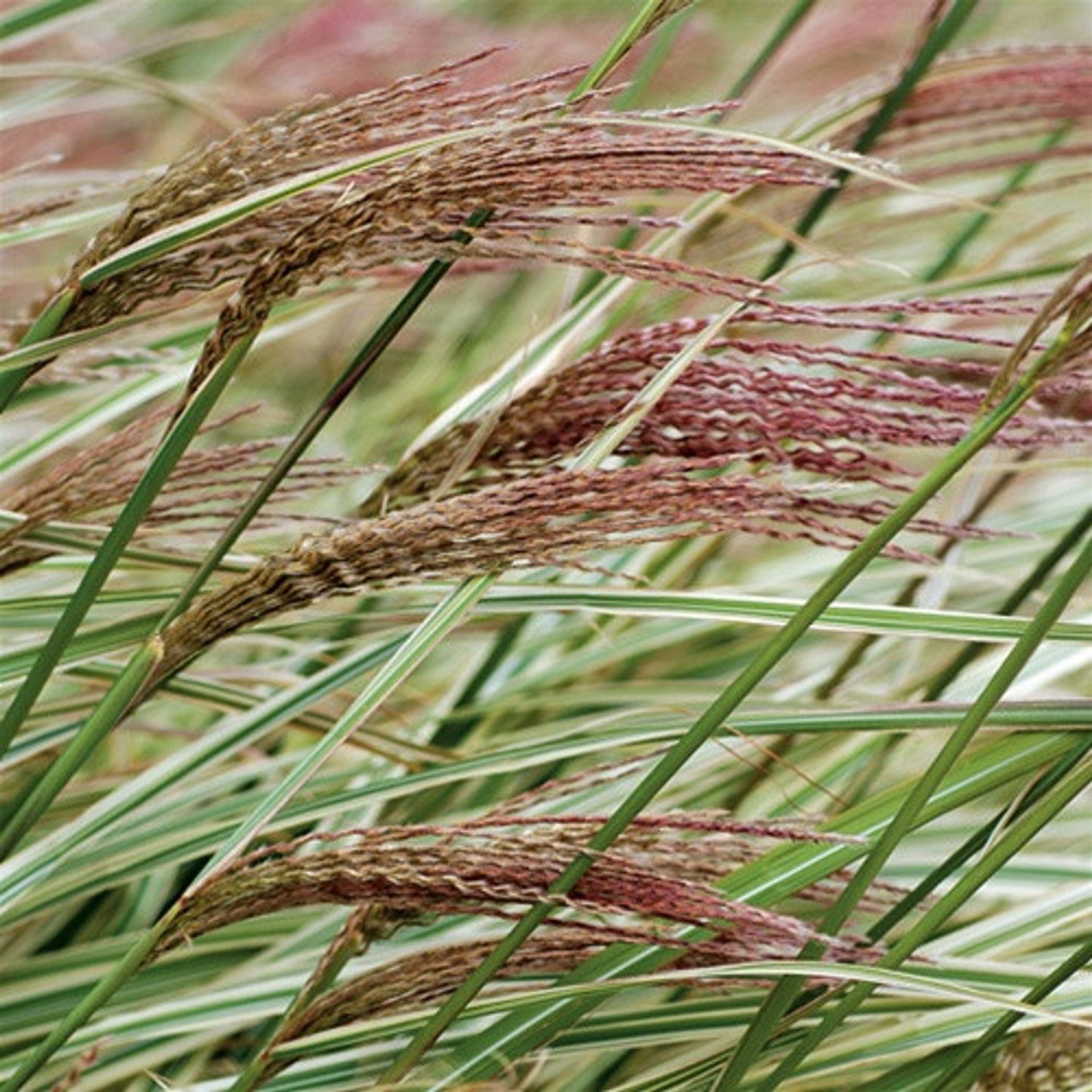 Rigoletto Maiden Grass flower close up