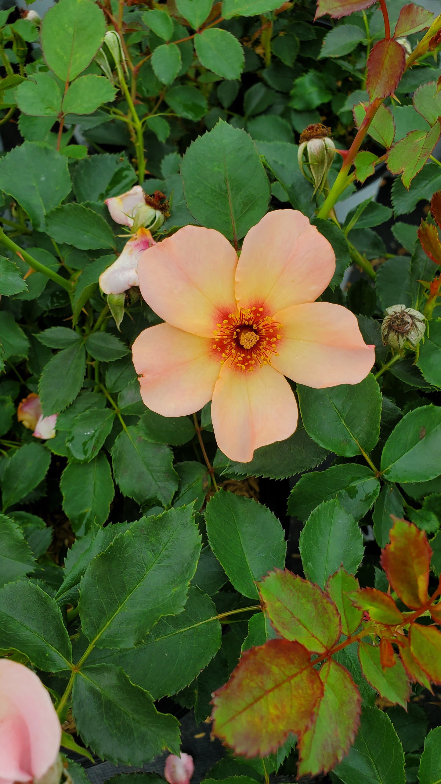 Ringo All‑Star Rose blossoms and green foliage