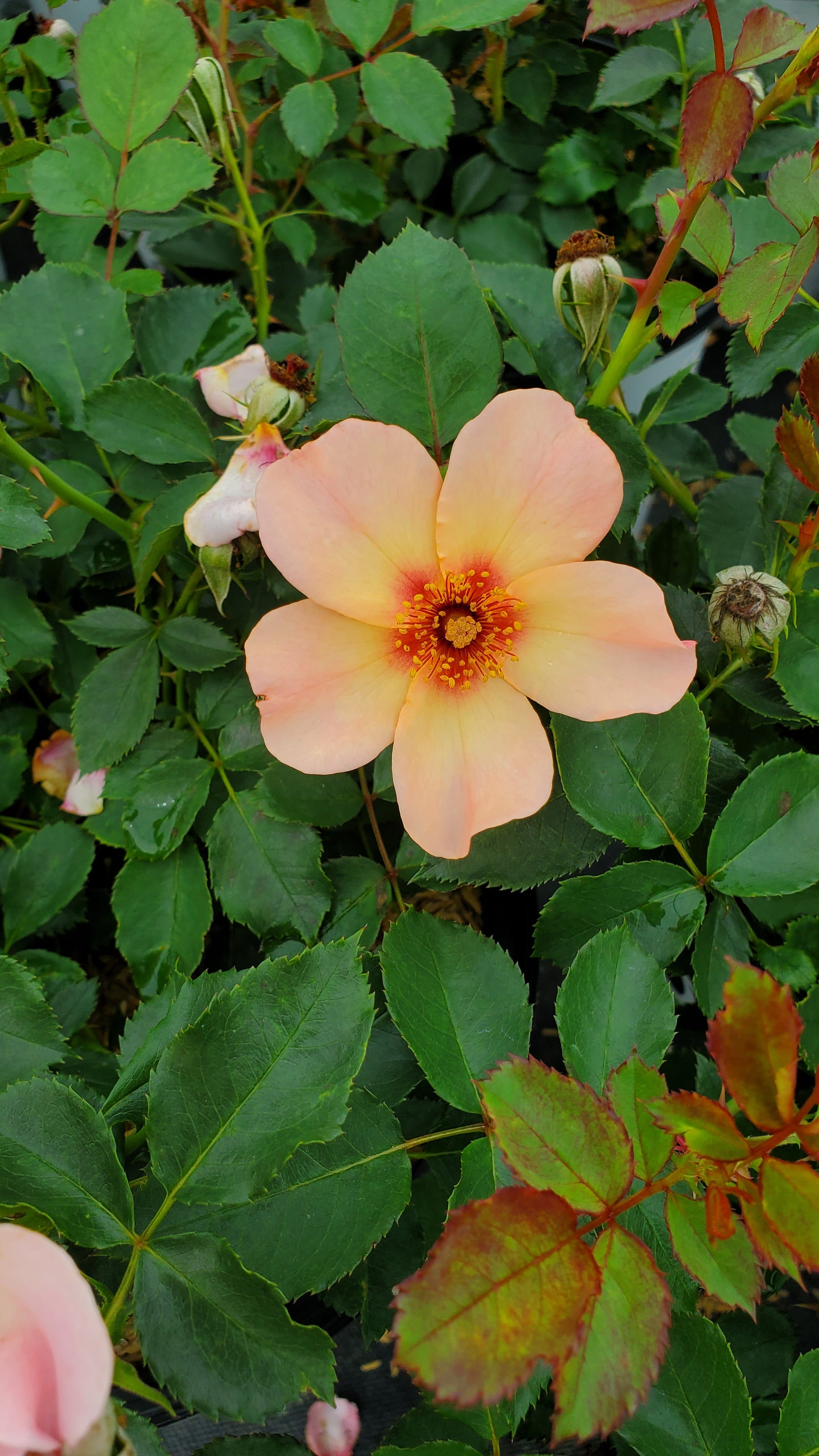 Ringo All‑Star Rose blossoms and green foliage