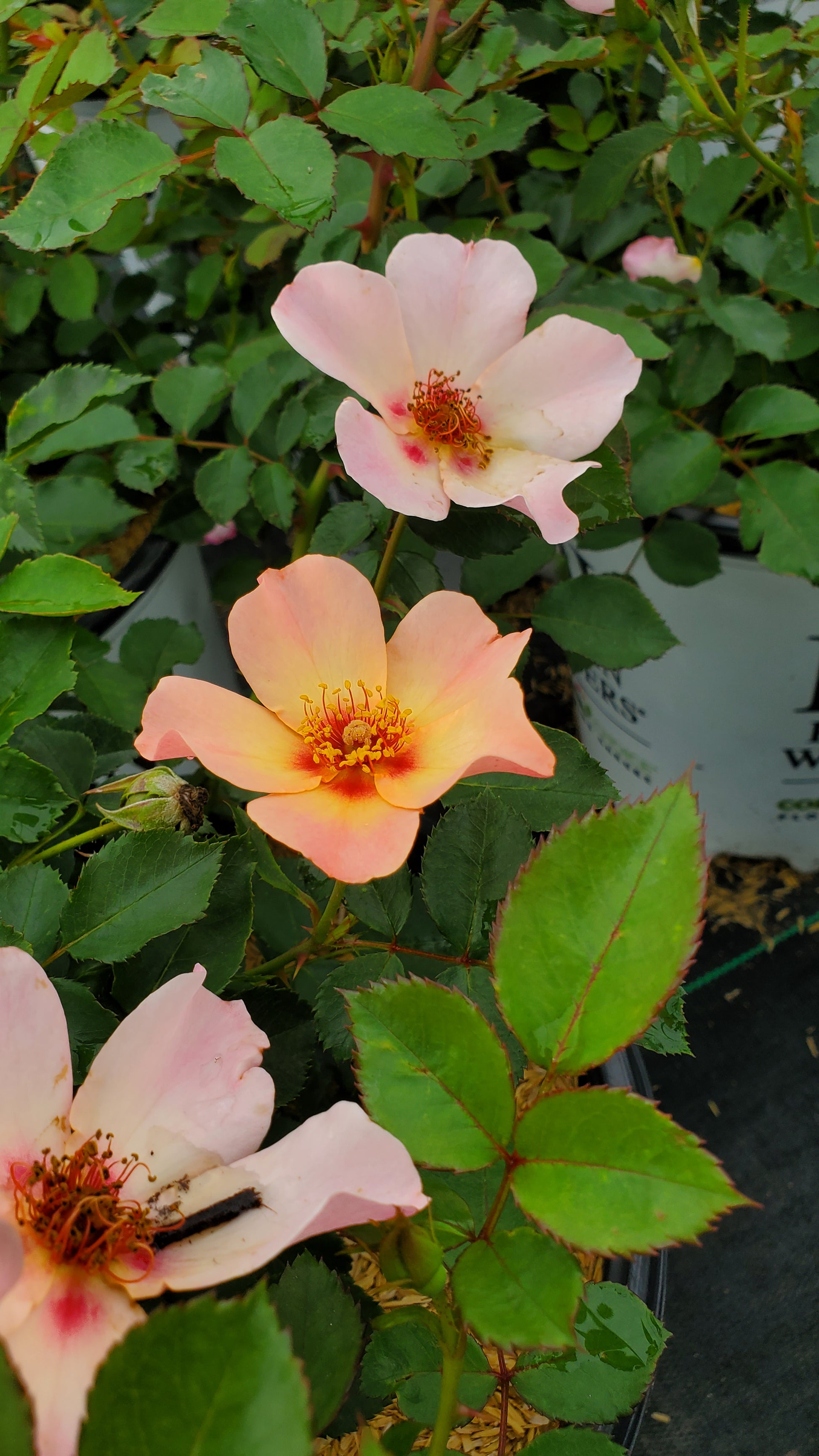 Ringo All‑Star Rose bush with multi‑colored blooms