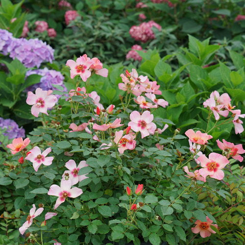 Ringo All‑Star Rose side view in nursery
