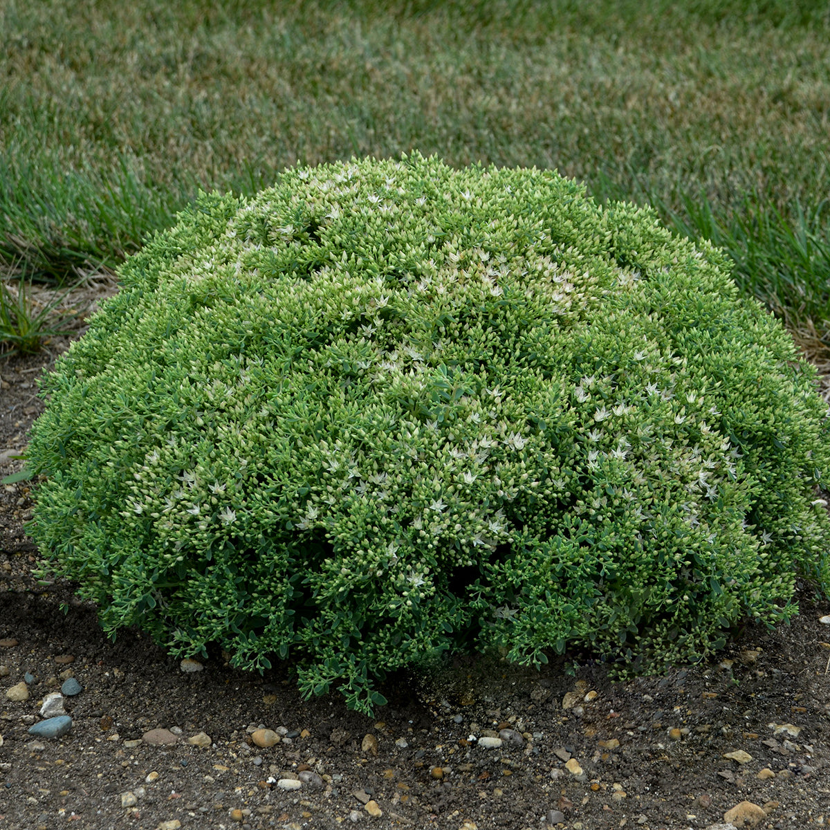Rock 'N Grow® Bundle of Joy Stonecrop mounded form