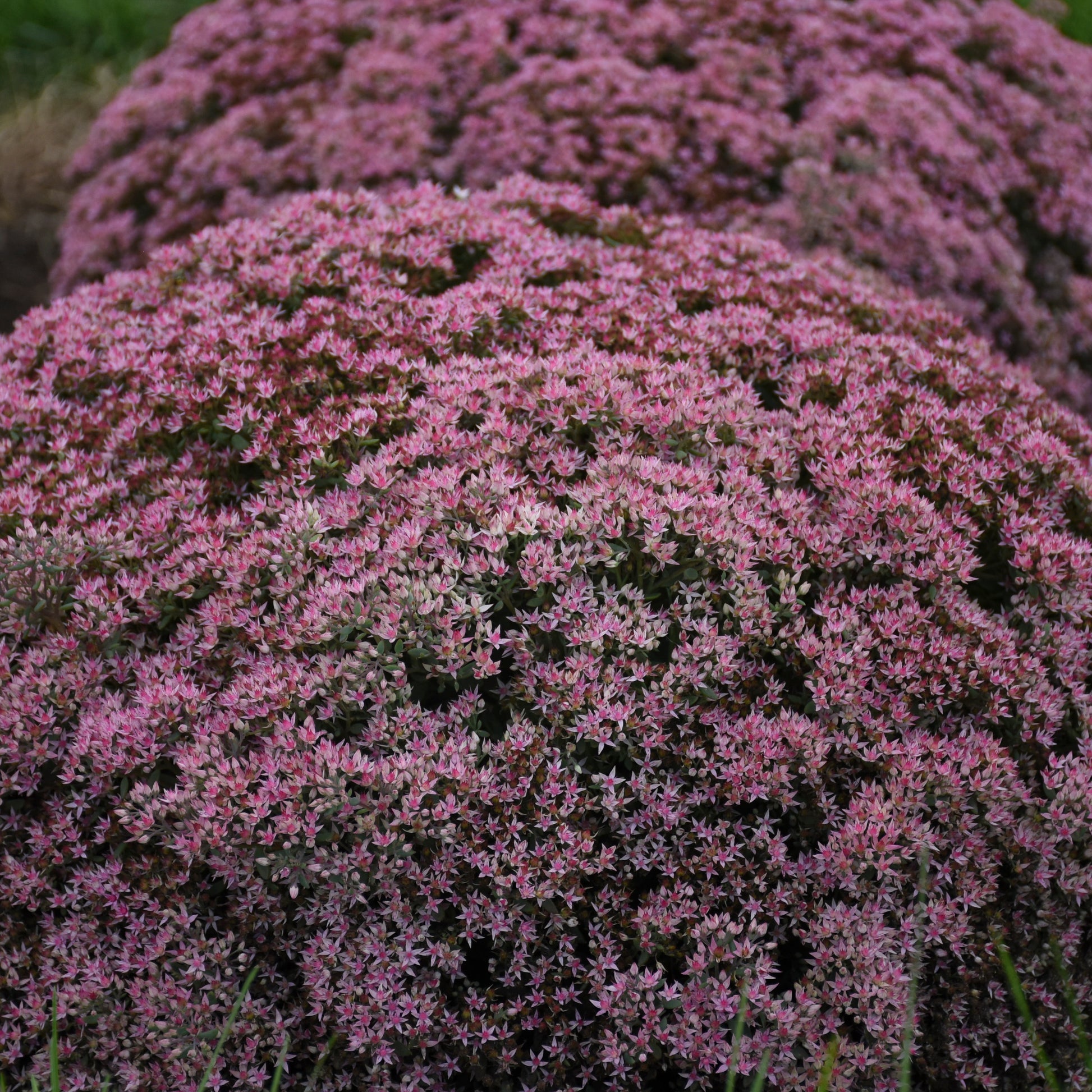 Rock 'N Round® Pride and Joy Stonecrop covered in bloom