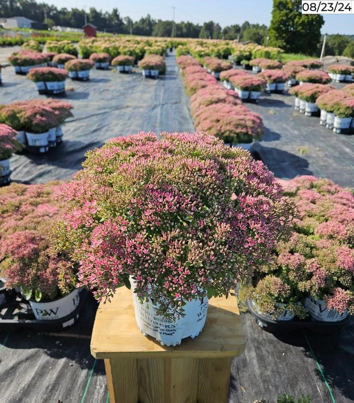 Rock 'N Round® Pride and Joy Stonecrop flowering in nursery