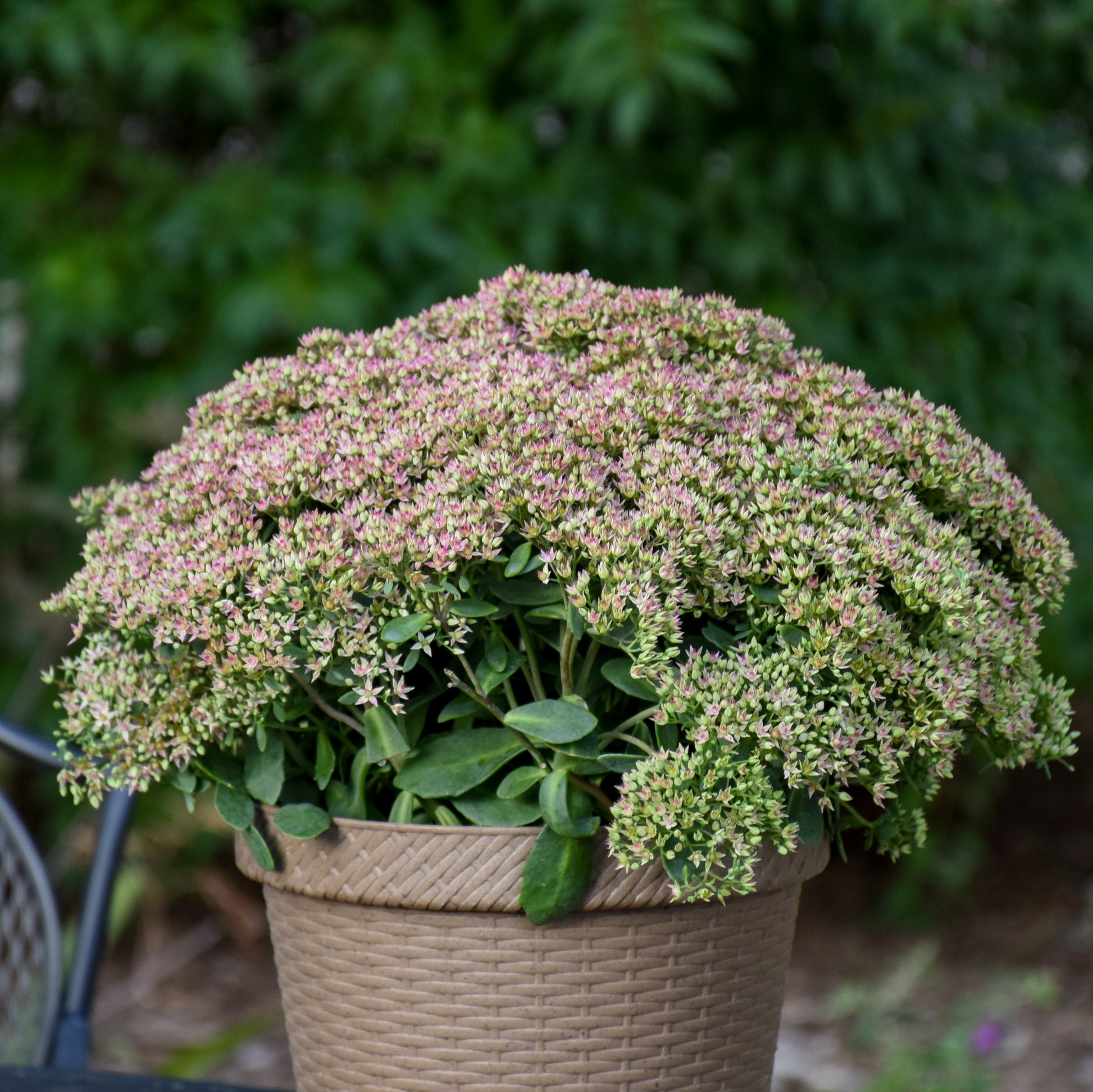 Rock ‘N Round® Pride and Joy Stonecrop in full bloom, with dense clusters of dark pink flowers atop green foliage