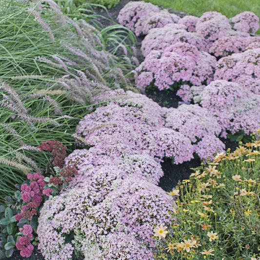 Rock 'N Round® Pure Joy Stonecrop covered in bloom