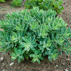 Rock 'N Round® Pure Joy Stonecrop mounded form in the garden