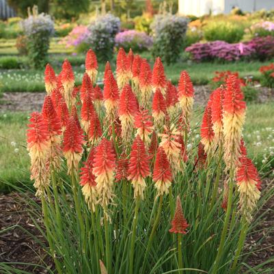Rockets Red Glare Red Hot Poker flowering in the garden
