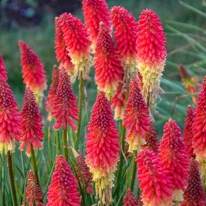 Rockets Red Glare Red Hot Poker flowers