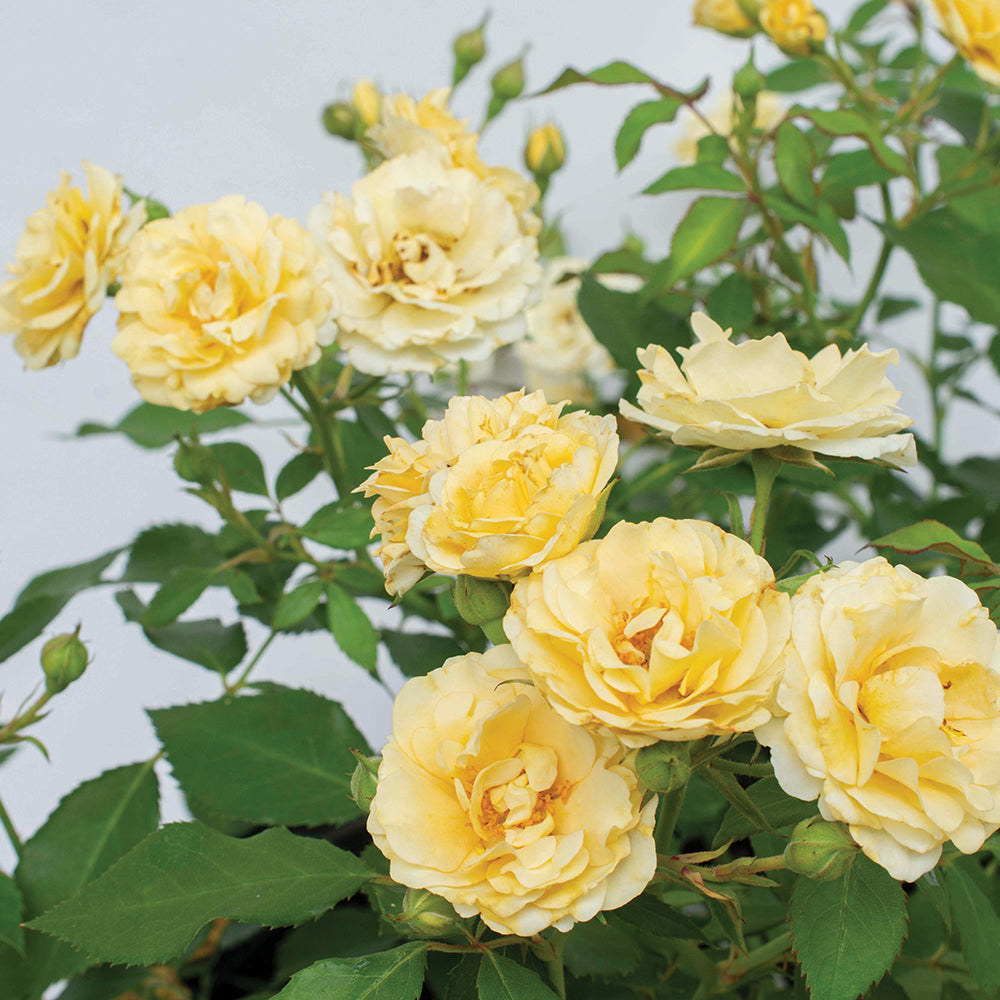 Buttercream Drift® Rose flower