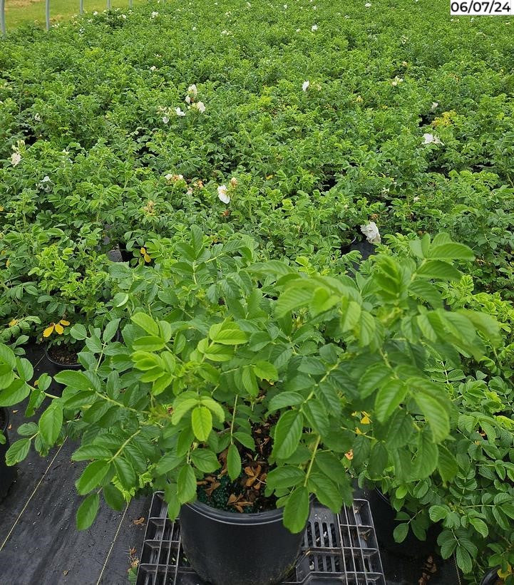 Rosa Blanc Double De Coubert