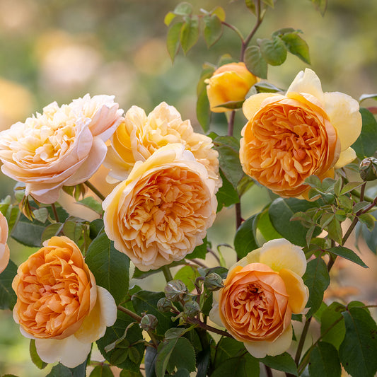Bring Me Sunshine English Shrub Rose