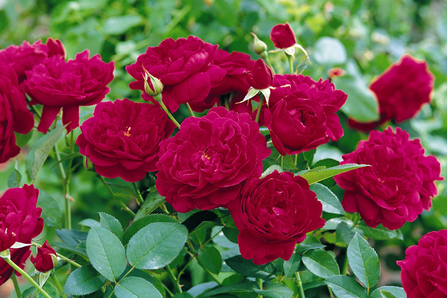 Rosa Darcey Bussell