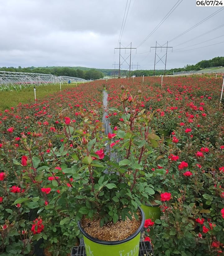 Rosa Double Knock Out®