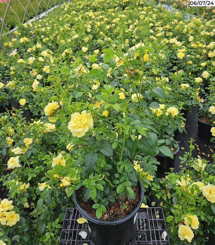 Rosa Flower Carpet- Yellow