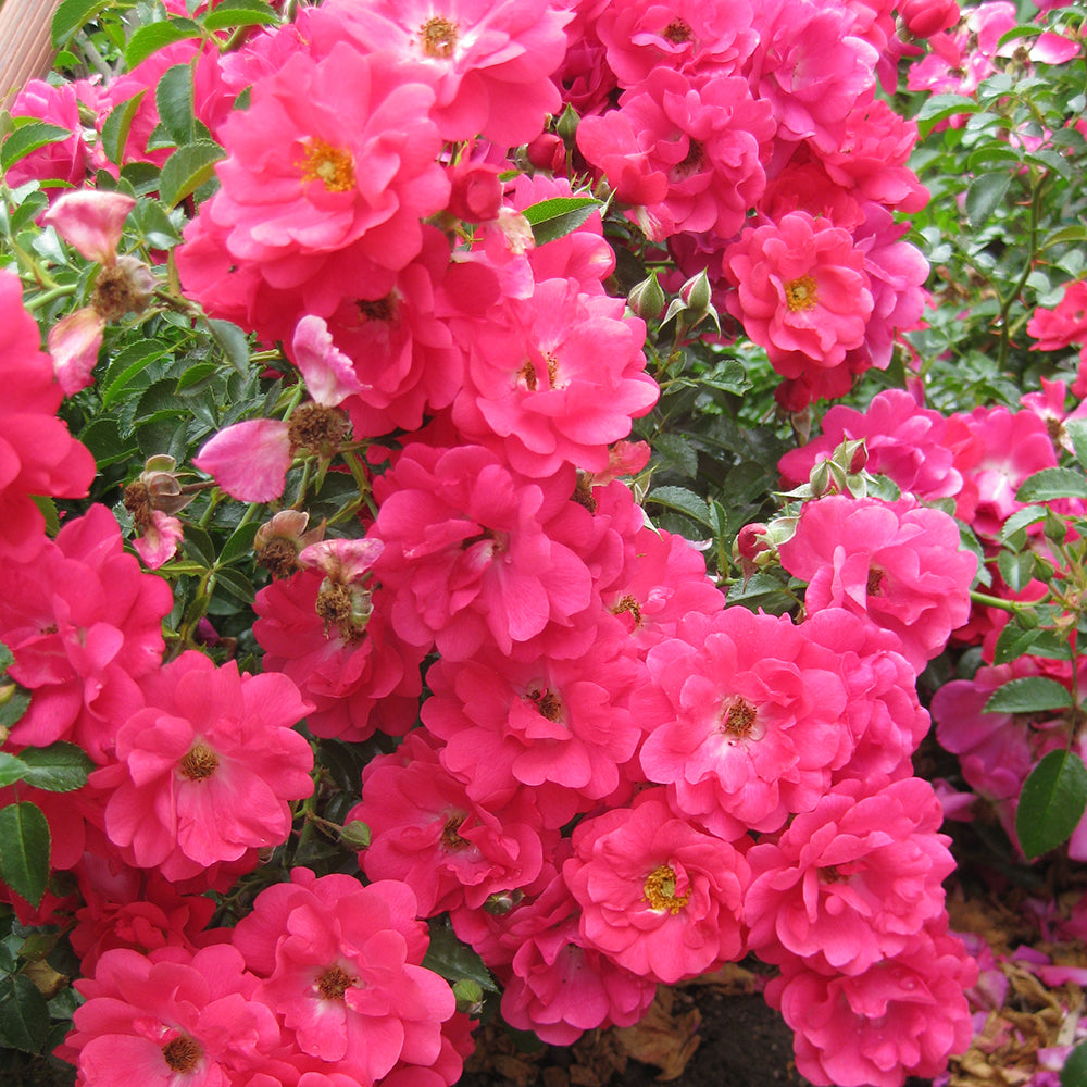 Rosa Flower Carpet Pink Supreme