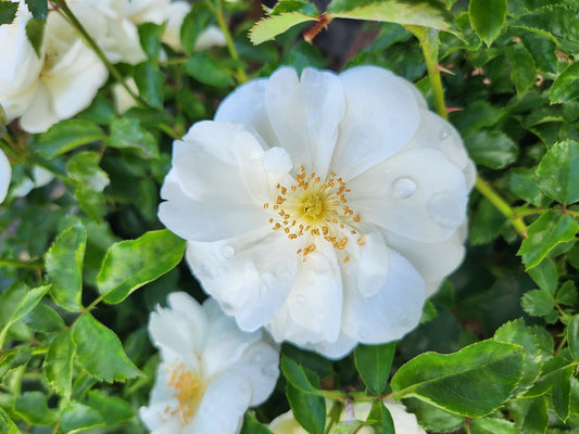 White Flower Carpet Rose