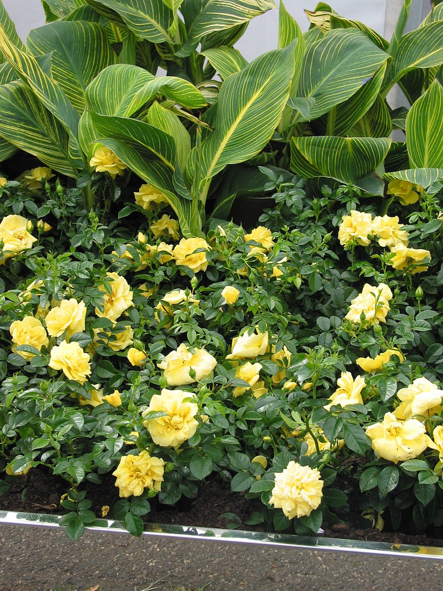 Yellow Flower Carpet Rose