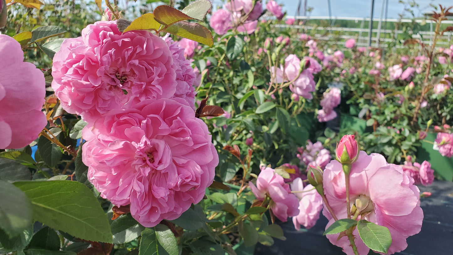 Harlow Carr® English Rose