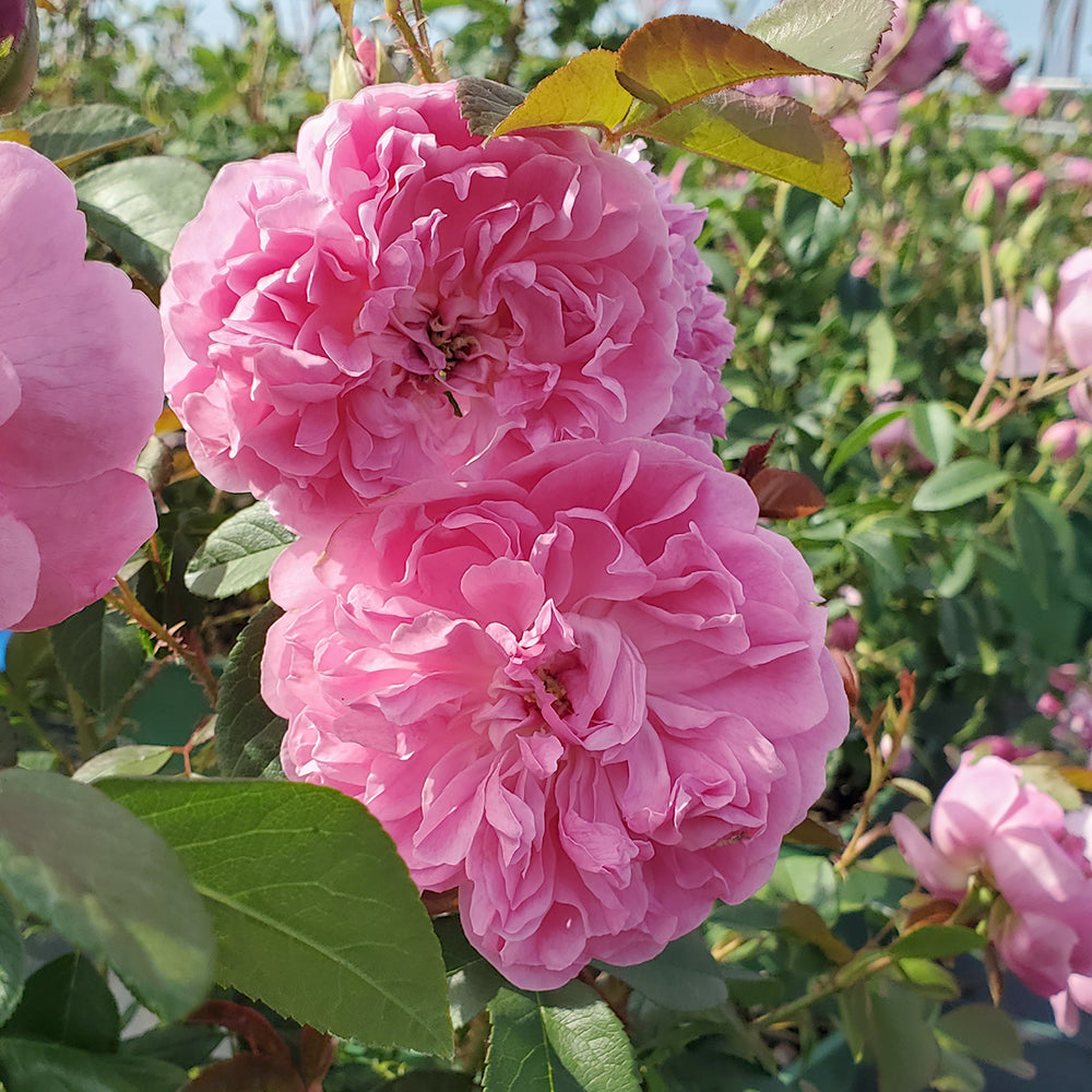 Harlow Carr® English Rose