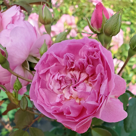 Harlow Carr® English Rose