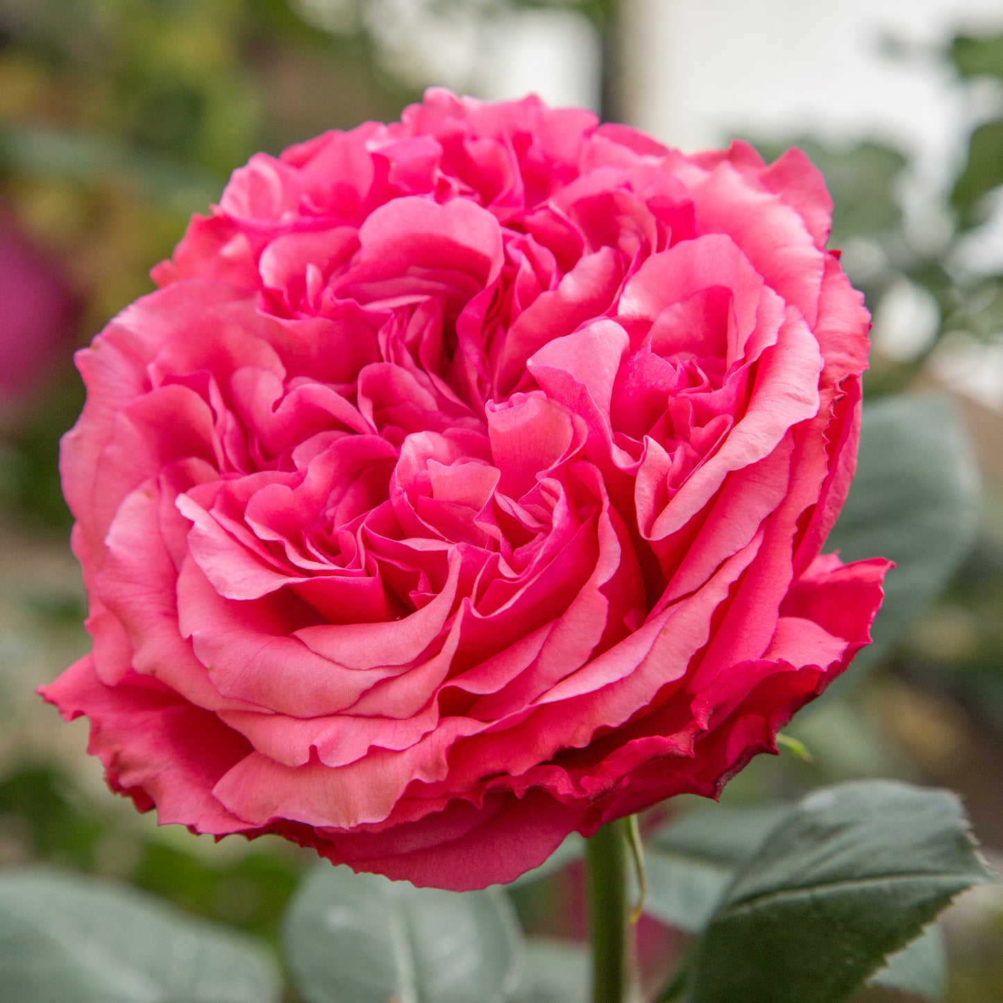 Loves Me, Loves Me Not™ hybrid tea rose
