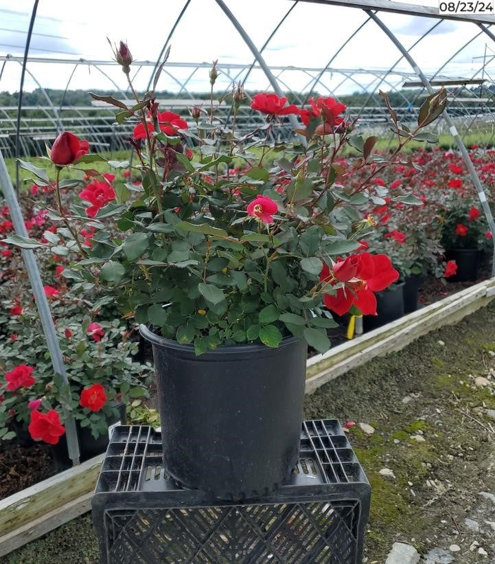 Rosa Miracle on the Hudson™ in the nursery