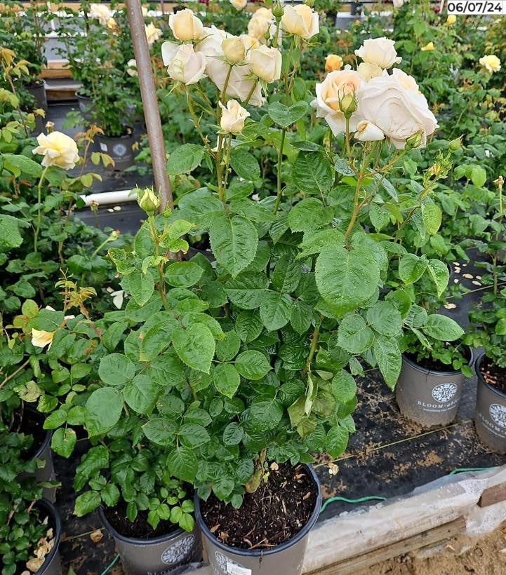 Moonlight Country Roses Moonlight Romantica® Hybrid Tea Rose – Green Promise Farms