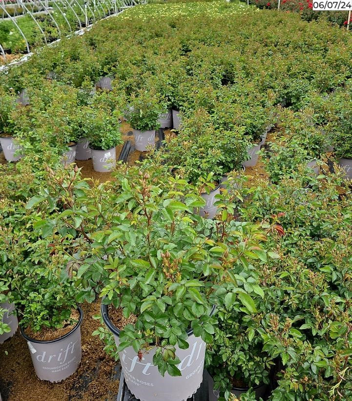 Peach Drift® Rose – Green Promise Farms