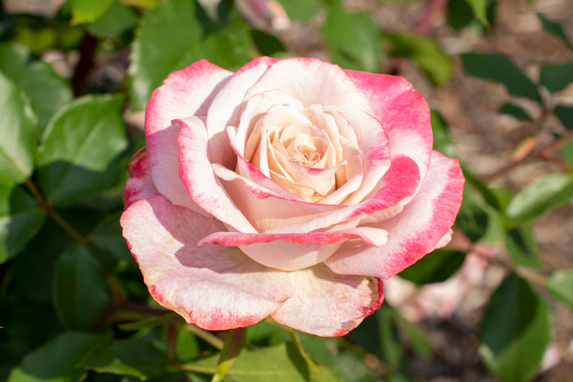 Rosa Pinkerbelle™