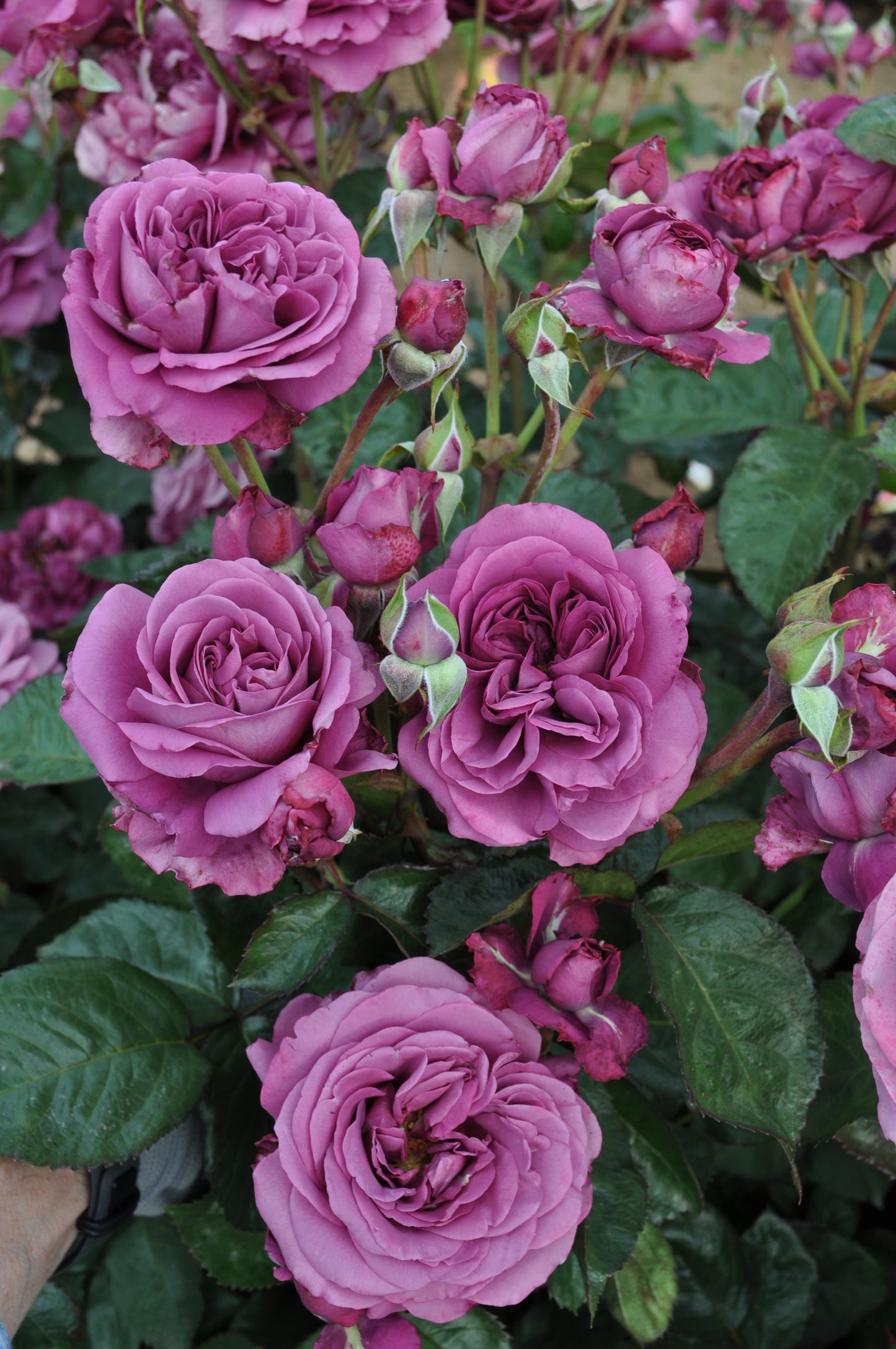 Rosa Plum Perfect Sunbelt®