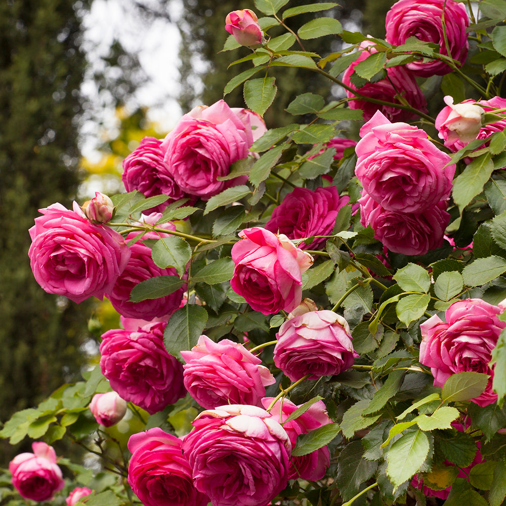 Pretty in Pink Eden Climber™ Rose