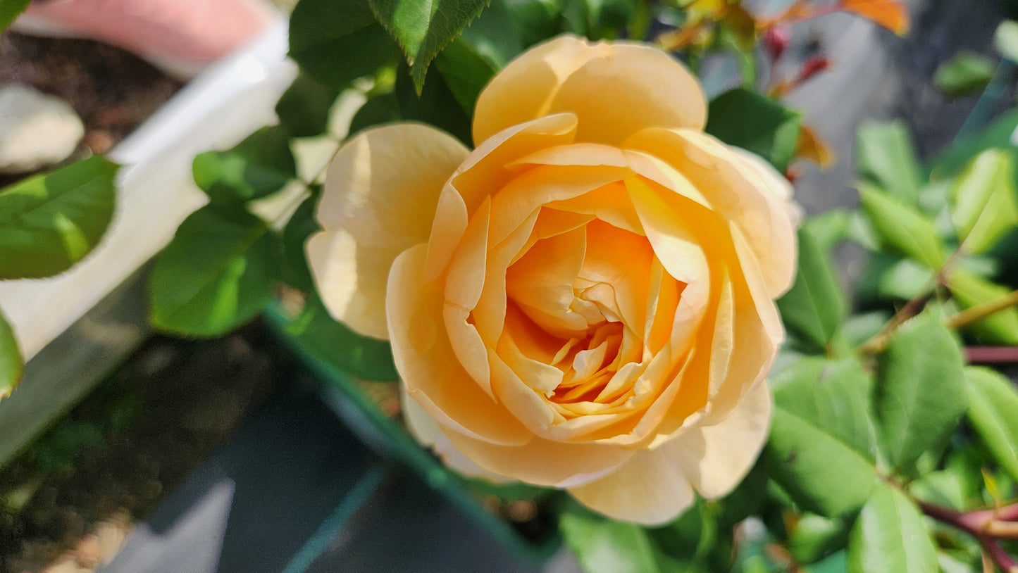 Roald Dahl English Shrub Rose