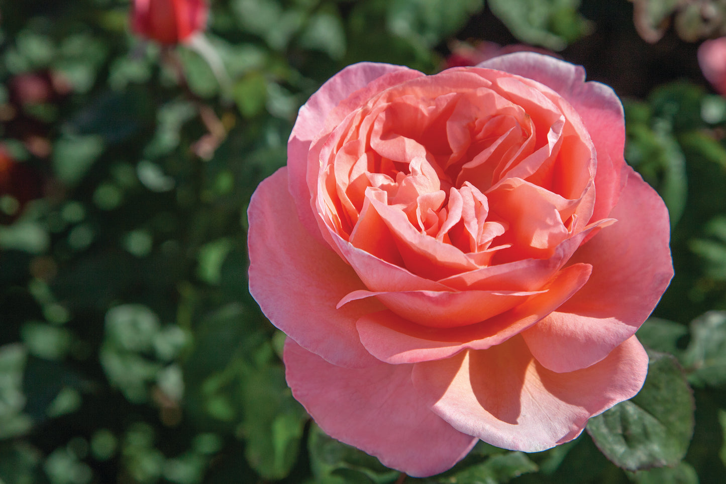 Rosa Sweet Mademoiselle™