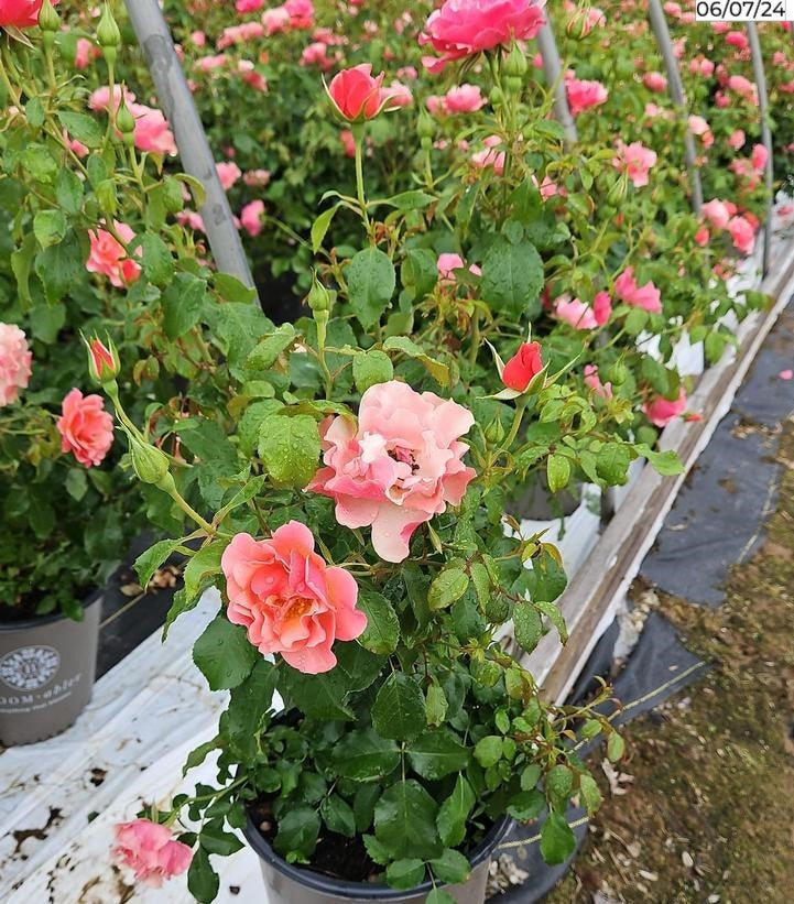 Rosa Tequila® Supreme