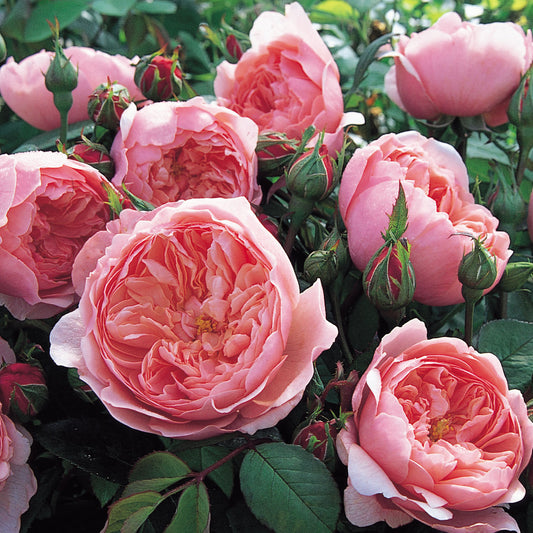 The Alnwick® Rose