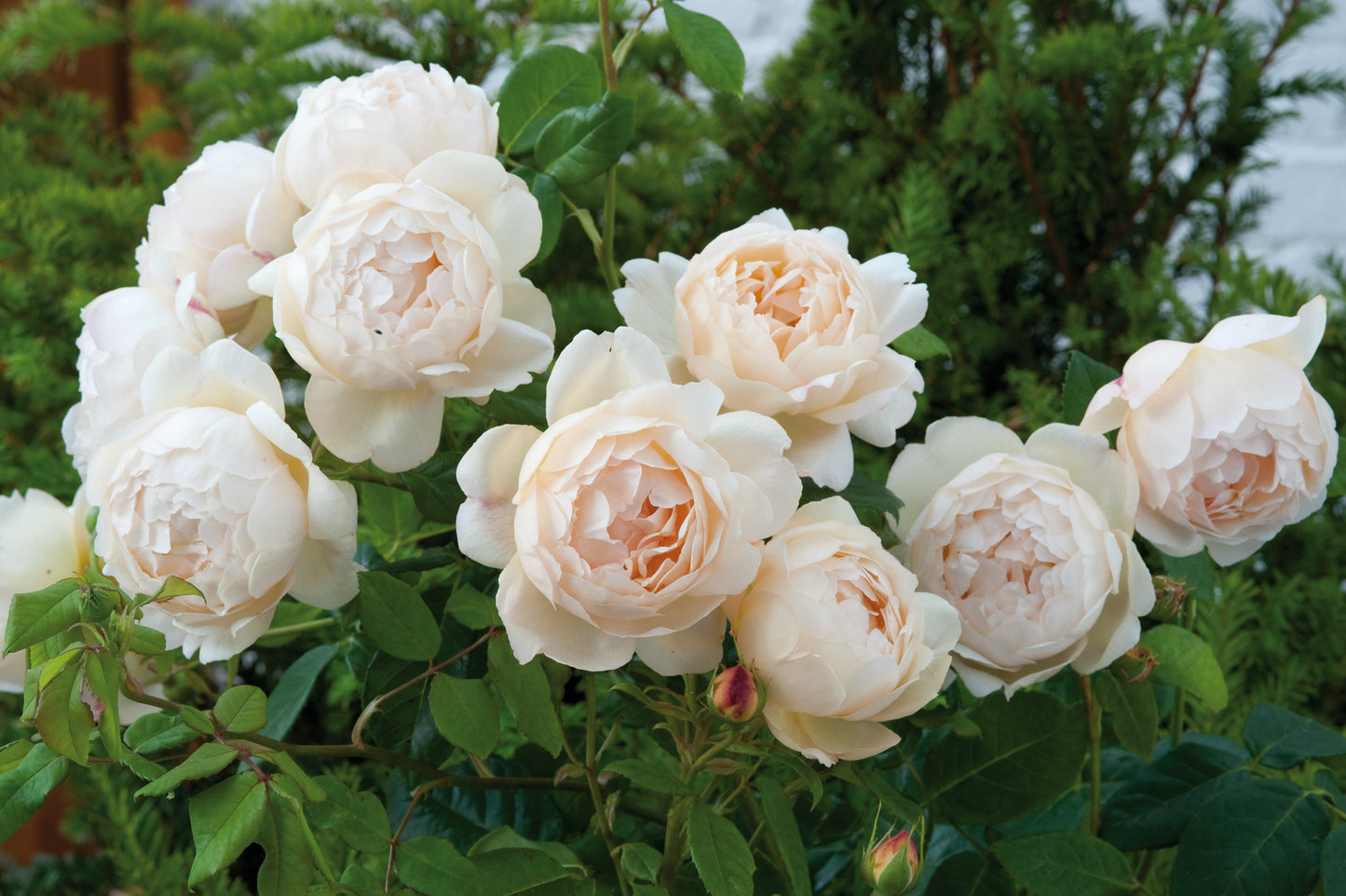 Rosa Wollerton Old Hall