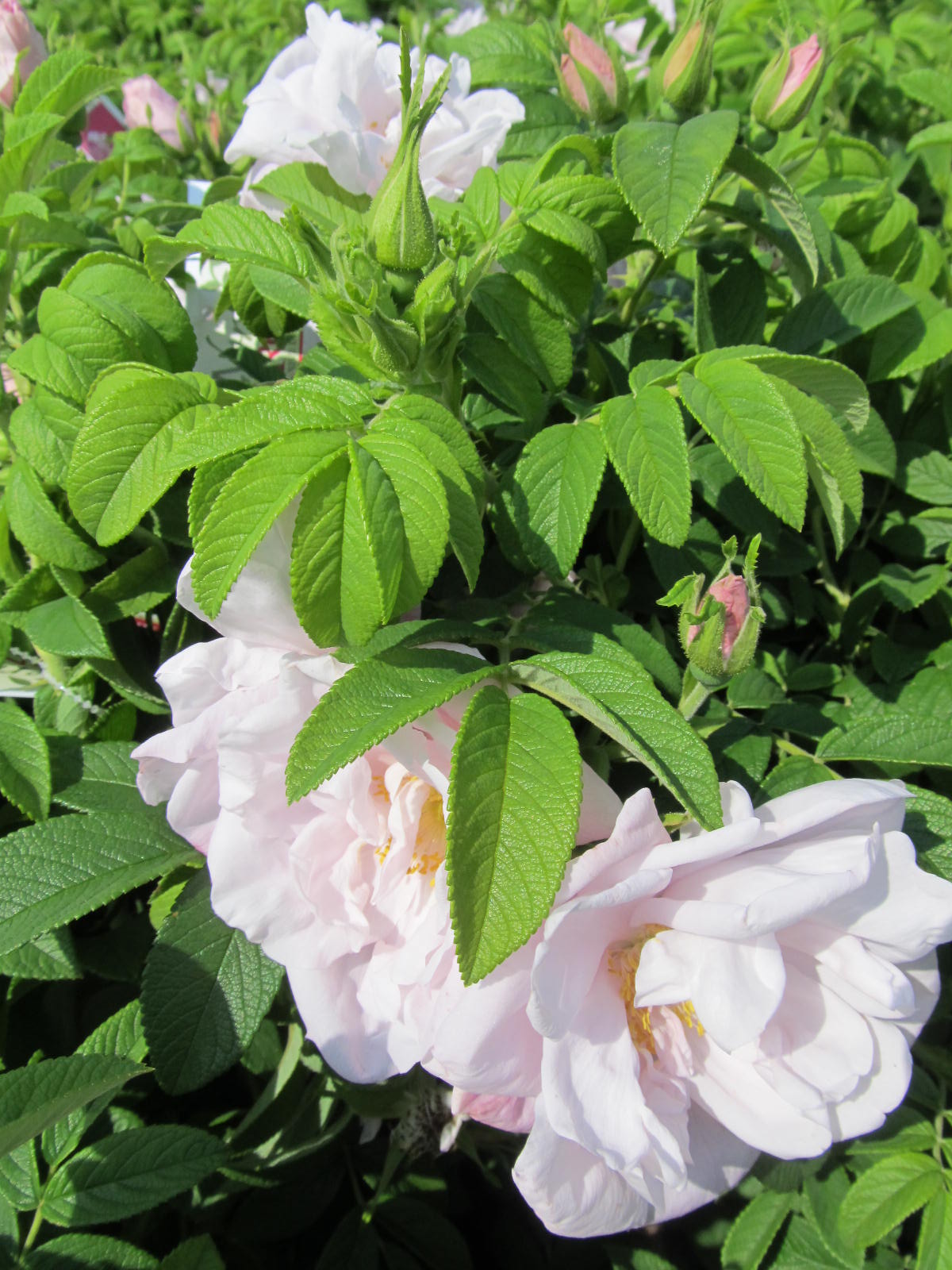 Rosa X Snow Pavement