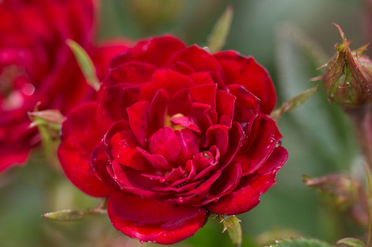 Chi™ Rosa