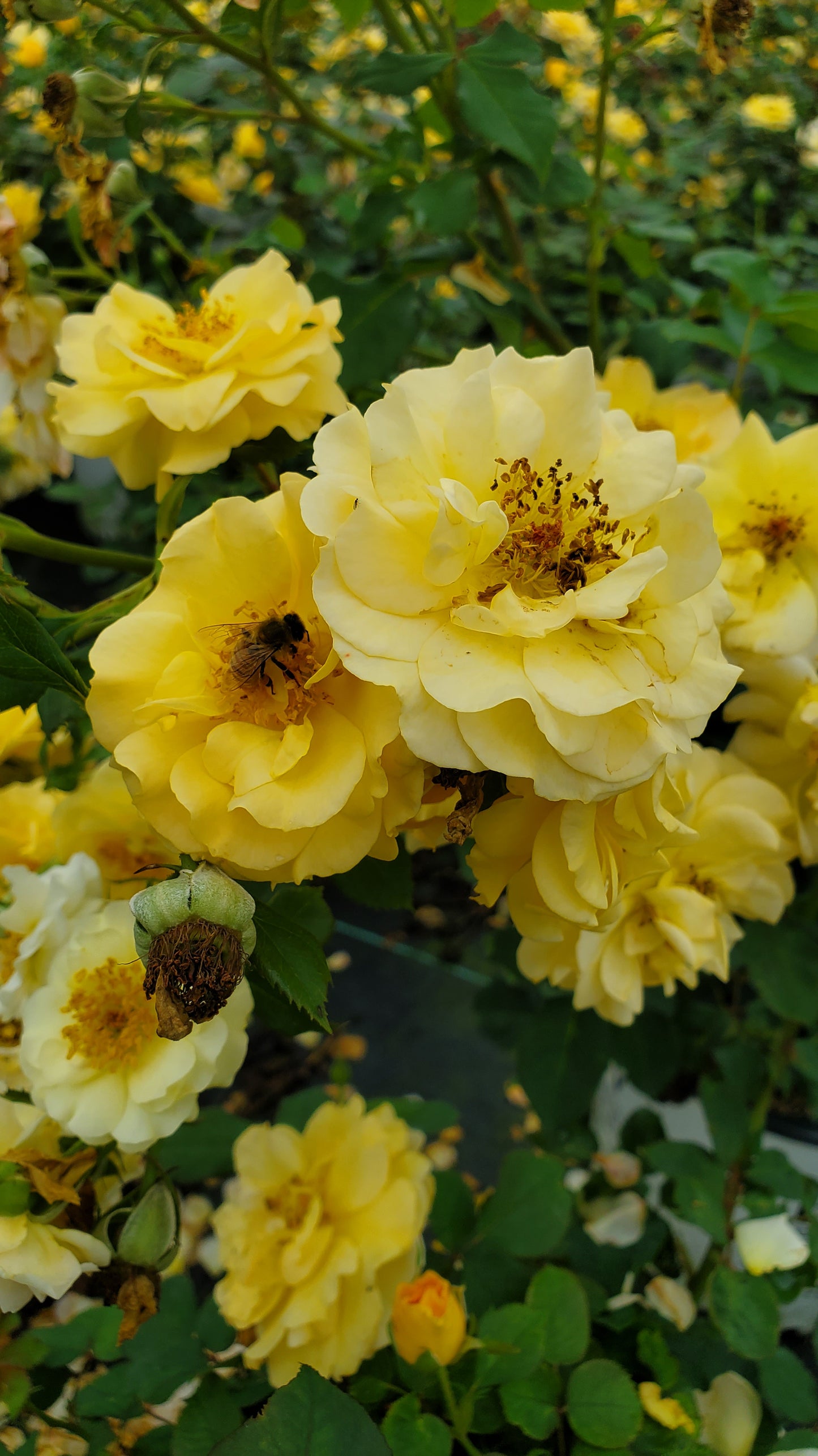 Rosa x Rise Up Amberness®