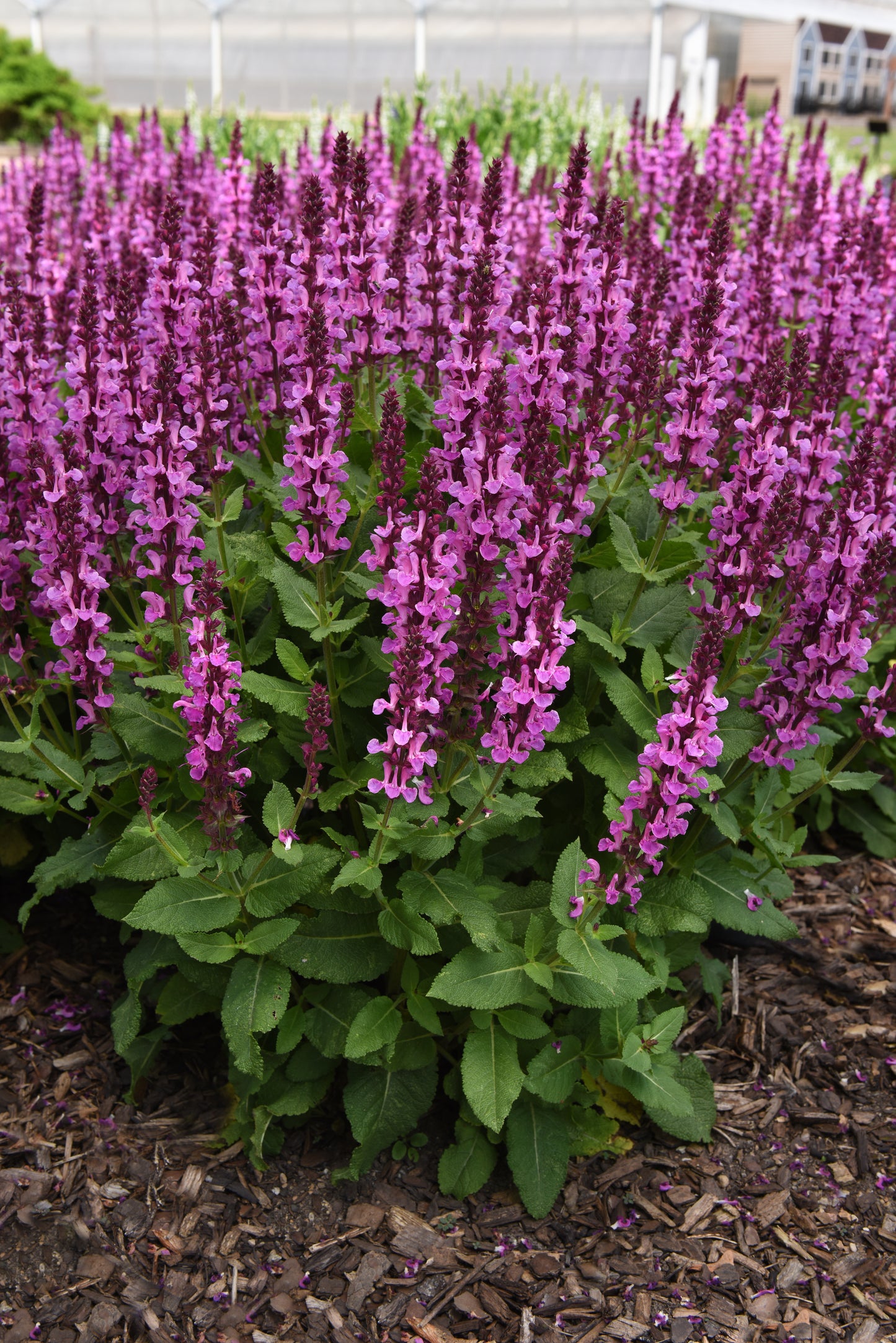 Rose Marvel Meadow Sage full of blooms