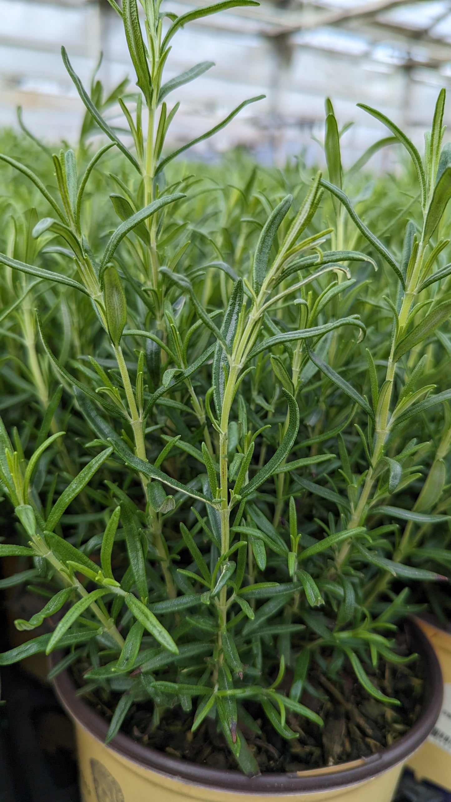 Barbeque Rosemary