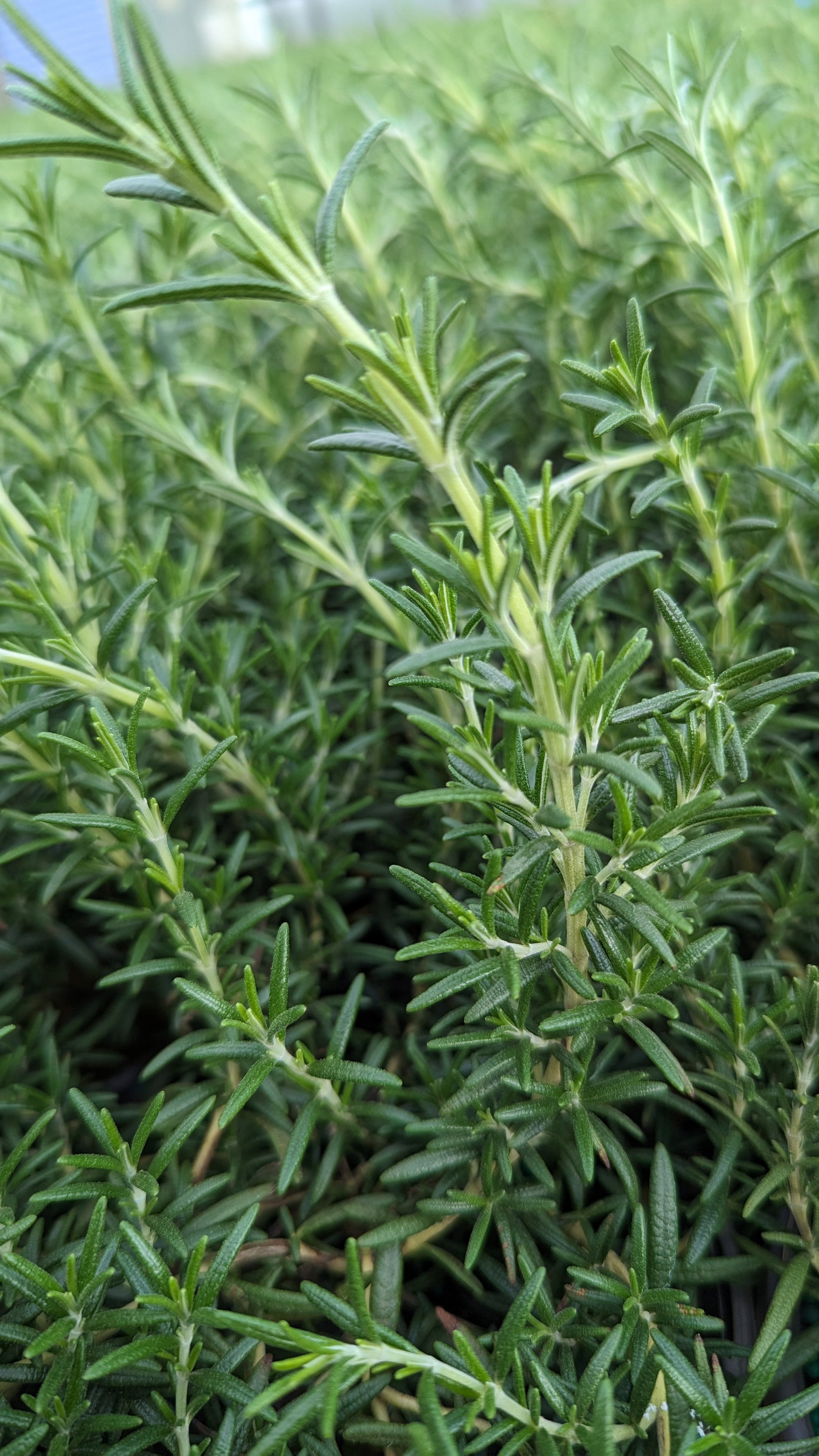 Prostrate Rosemary  Green Promise Farms
